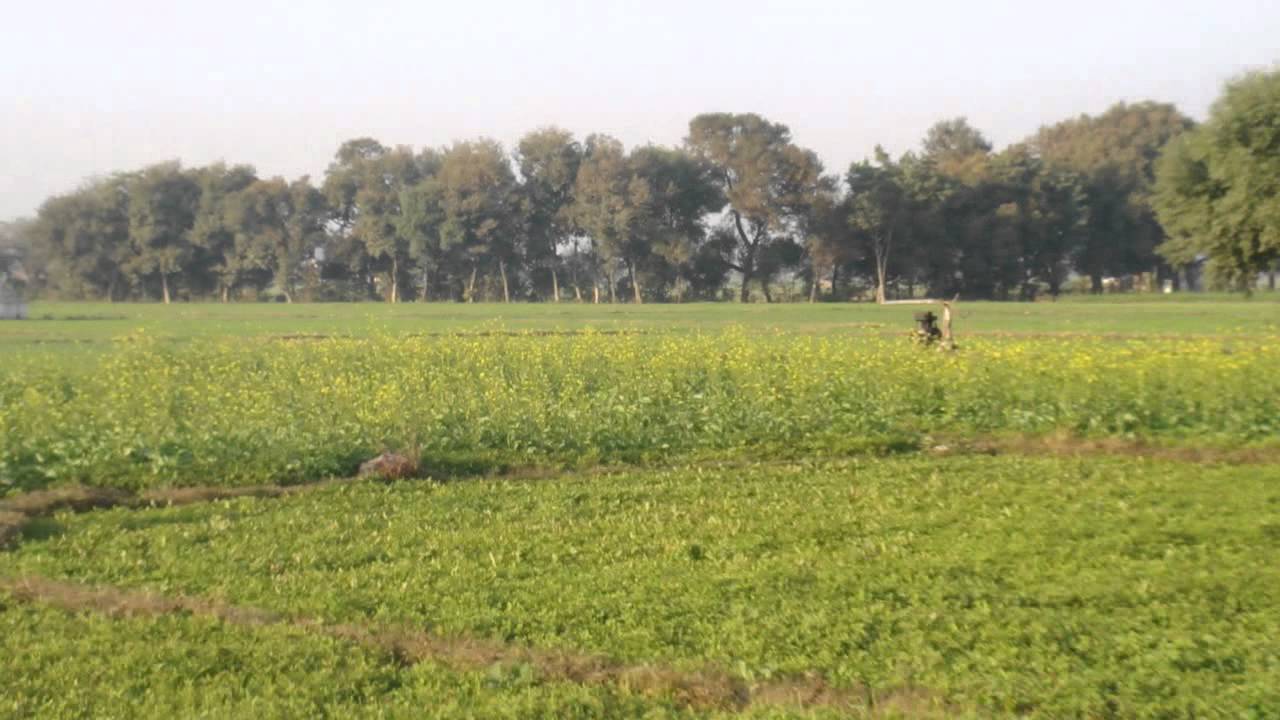 Kirpind, RS pura, Jammu (sada pind sade log) 3