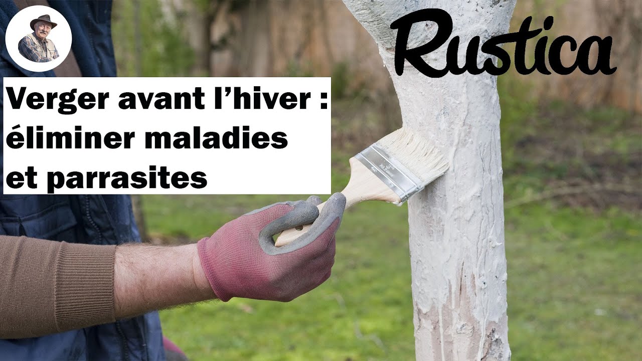 Brossage et badigeon : éliminer les ennemis cachés des arbres fruitiers en automne
