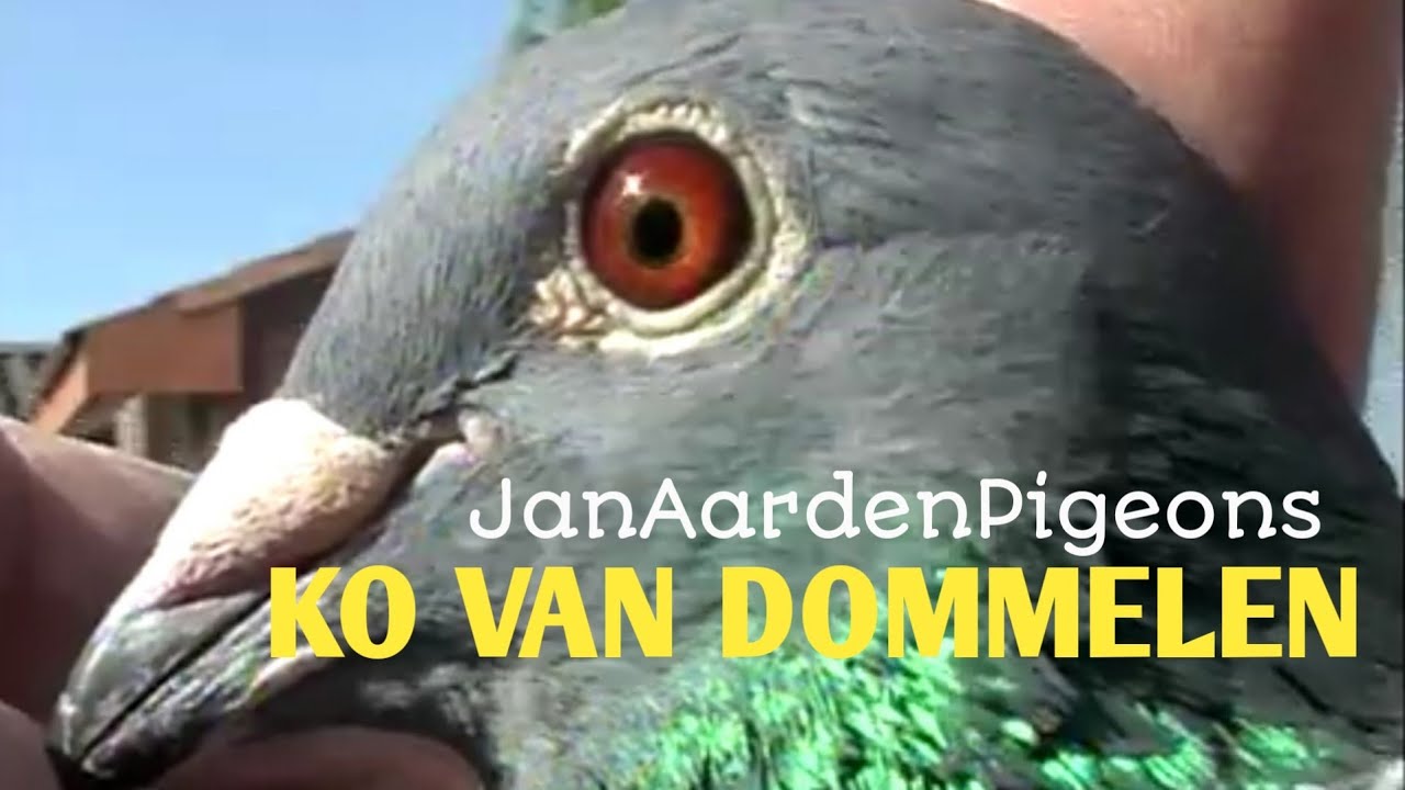 Ko Van Dommelen - EXTREME LONG DISTANCE -JanAardenPigeons