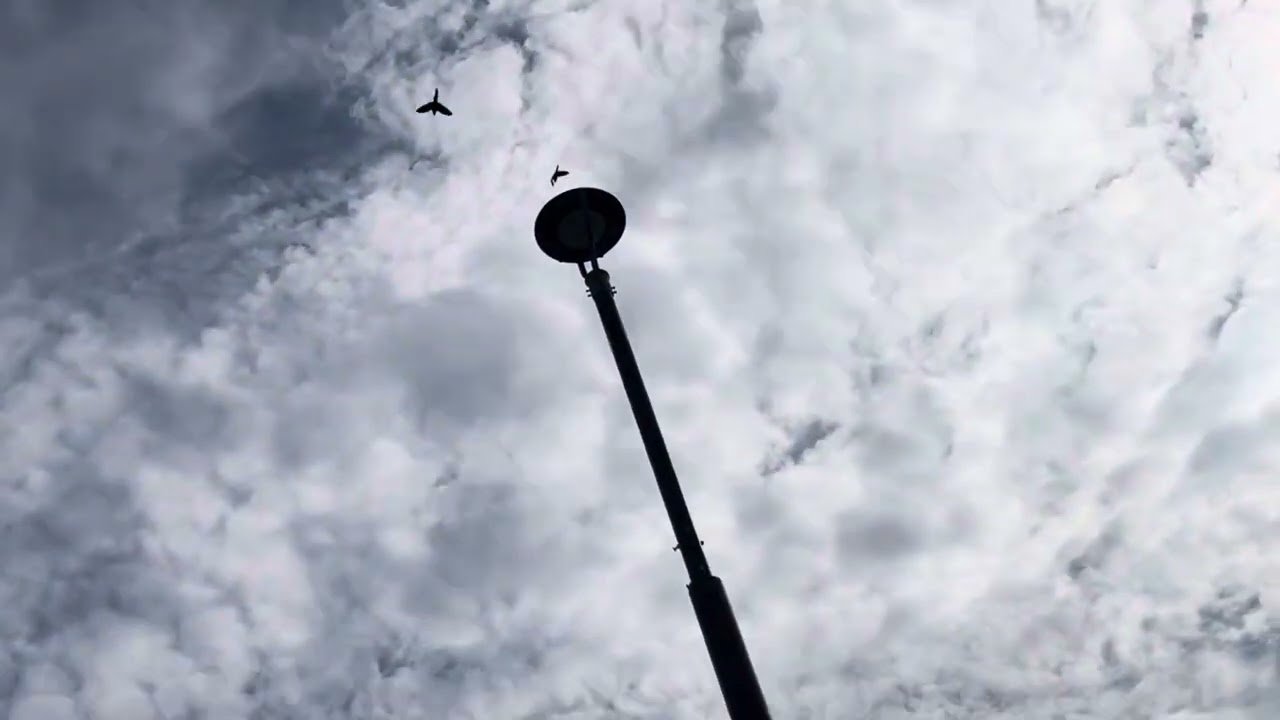 Mini Macaws free flying happily in the morning, long time absent of free flight at PIK - 3