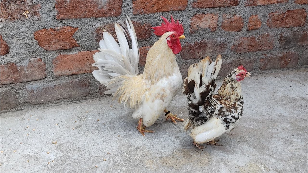 Fancy Chickens Available In Hyderabad