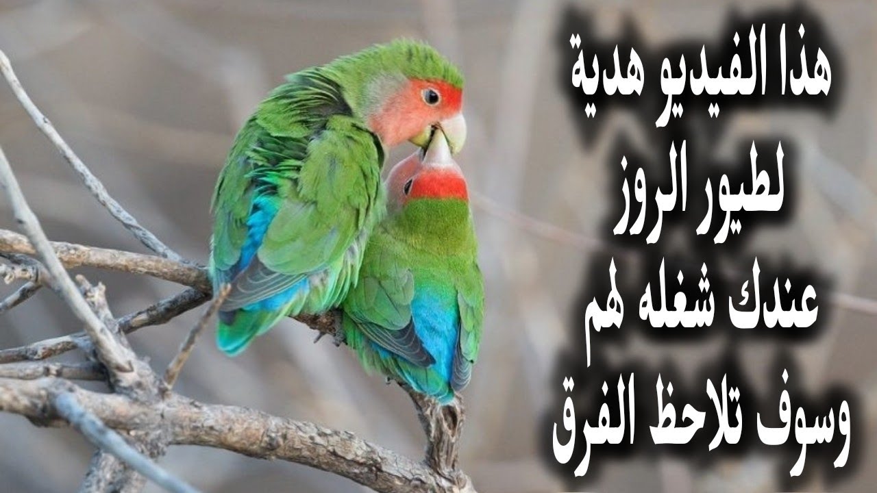أقوى صوت لتحفيز طيور الروز على التزاوج بمجرد سماع هذا الصوت...بإذن الله