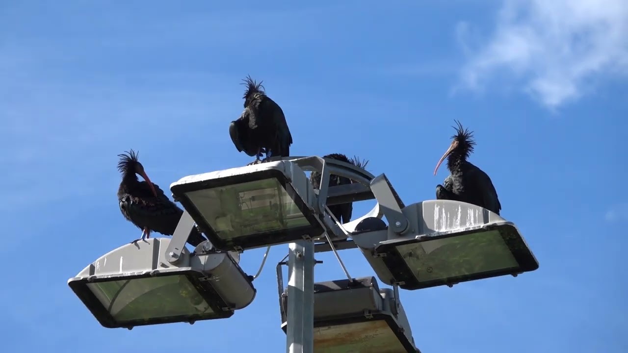 06-10-25 Friuli L'emigrazione degli IBIS EREMITA ,purtroppo altri tre morti ,sono rimasti circa 800