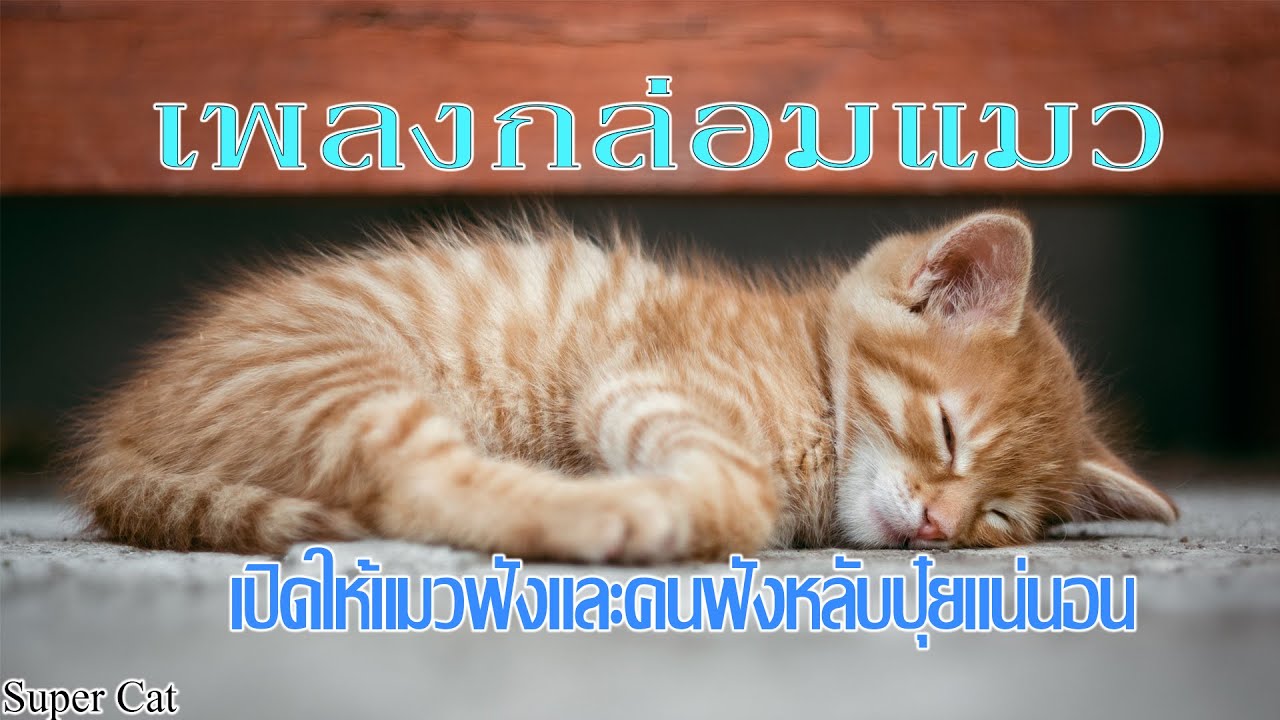 เพลงกล่อมแมว เปิดให้น้องแมวฟัง กล่อมแมวนอน  เปิดให้แมวฟัง หลับสบายทั้งคนทั้งแมว🤣🤣