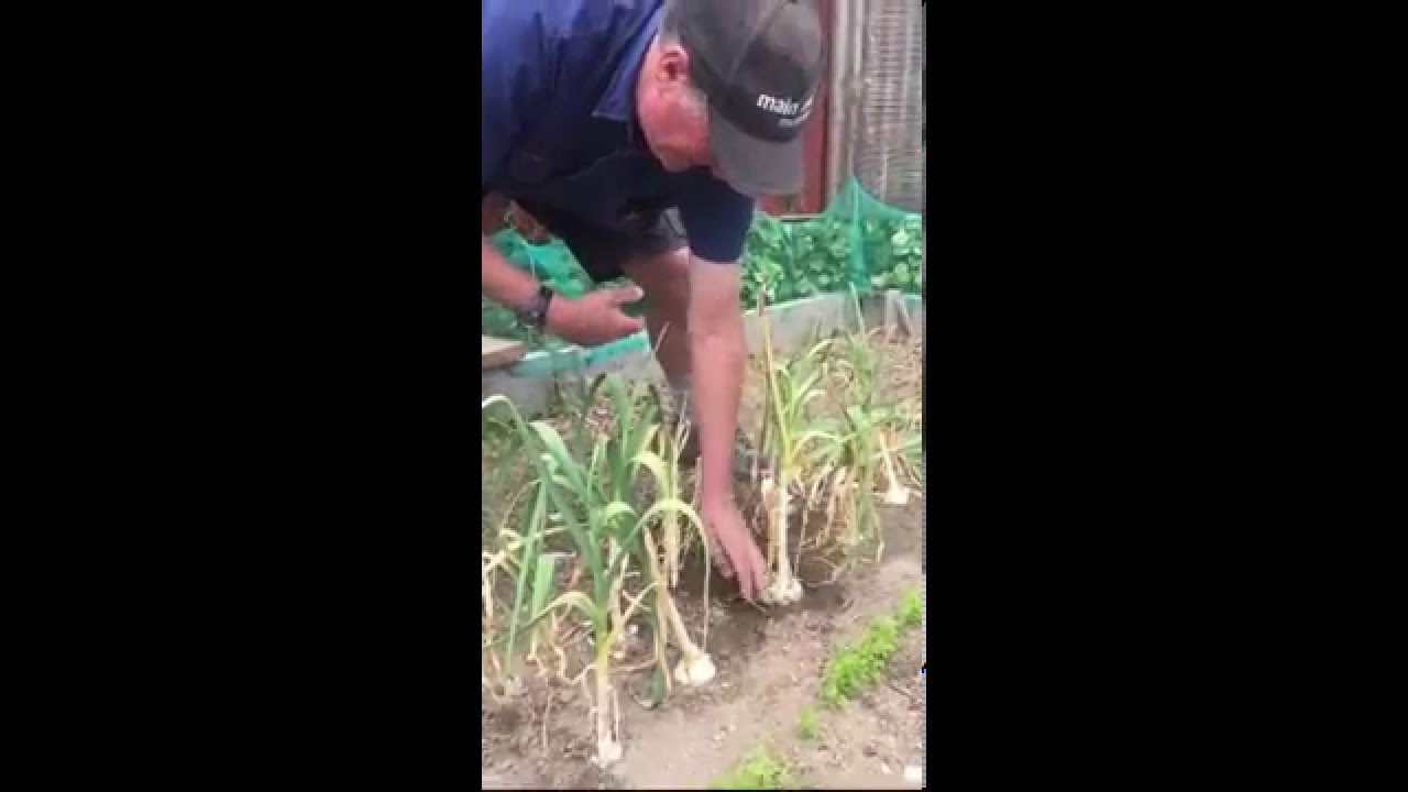 Garlic and Bokashi Growth Results