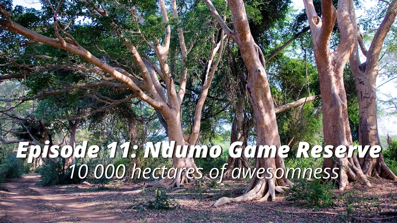 Ndumo Game Reserve: 10 000 hectares of awesomeness