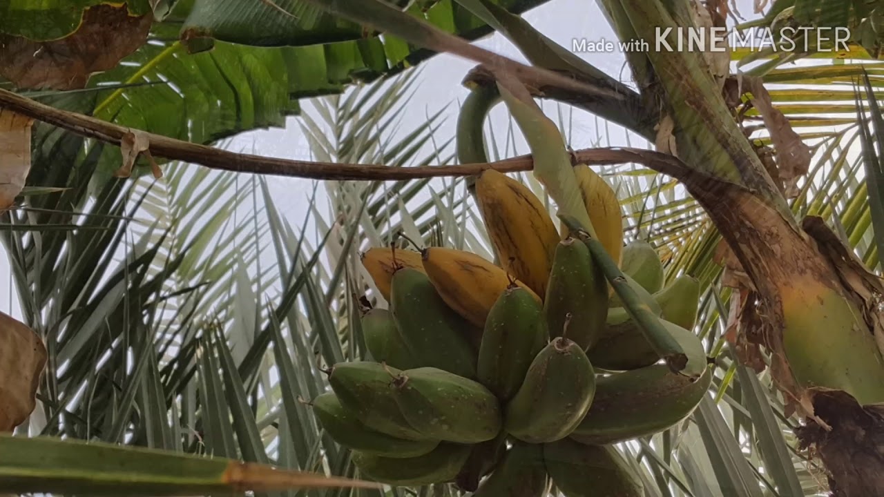 من الورقه العلم و زهرة الموز حتى التخلص من الام.