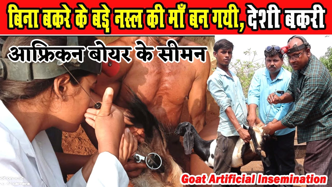 देशी बकरी में आफ्रिकन बोयर AI, कृत्रिम गर्भाधान ।Goat Artificial insemination।। bakri me simen kaise
