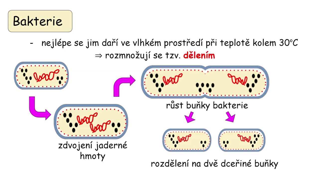 Kateřina Vlachová, 6. tř. Bakterie