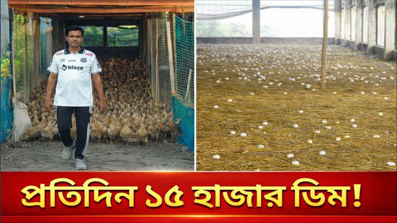 ডিম বেচেই বছরে দেড় কোটি টাকা লাভ! এবার আশা ৬ কোটি!Joypurhat Agro #foryou #fyp #হাসের_খামার #birds 