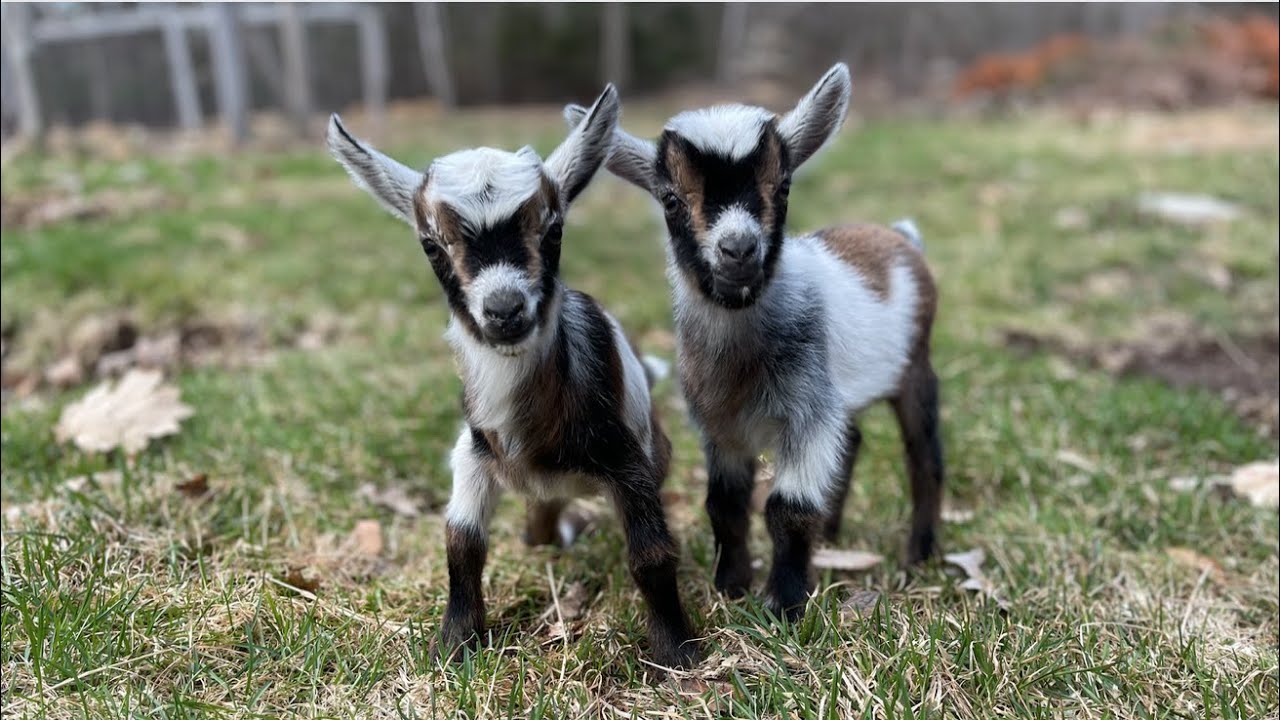 10 goat kids first playtime!