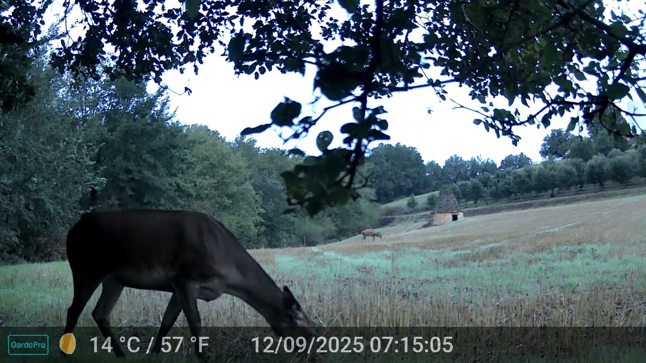 Saison du brame du cerf 2025 en Périgord Noir
