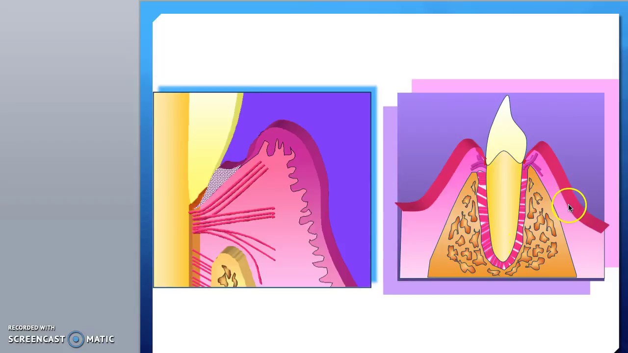Anatomía del periodonto