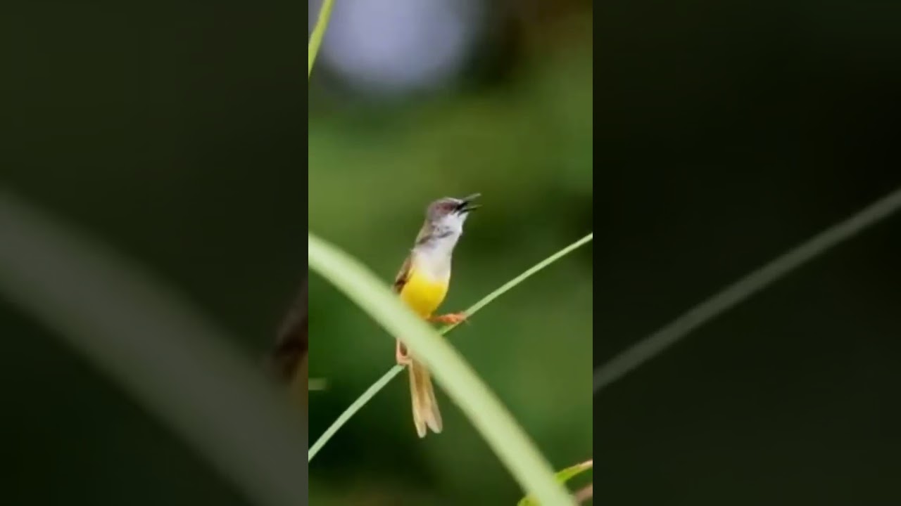 Prenjak Alang Alang Gacor alam