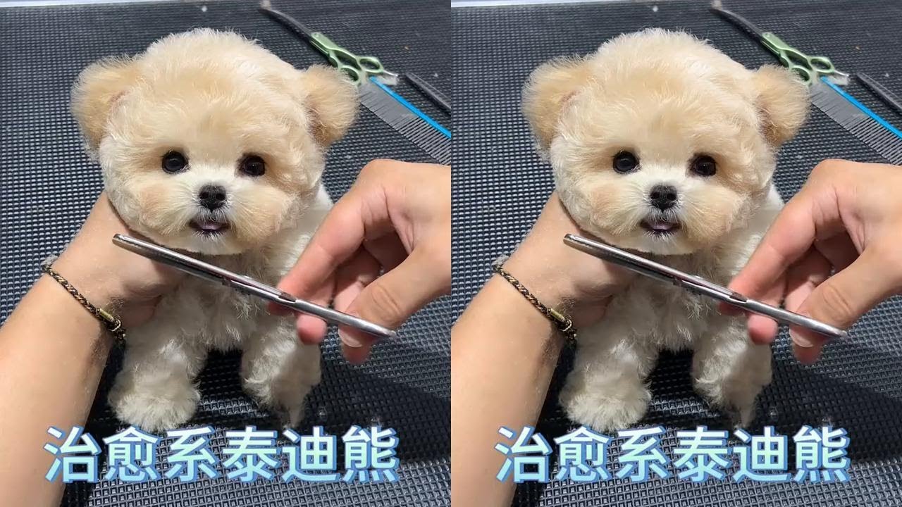 奶吱吱的泰迪熊有点可爱～#香槟色泰迪熊#萌宠成精了#可爱