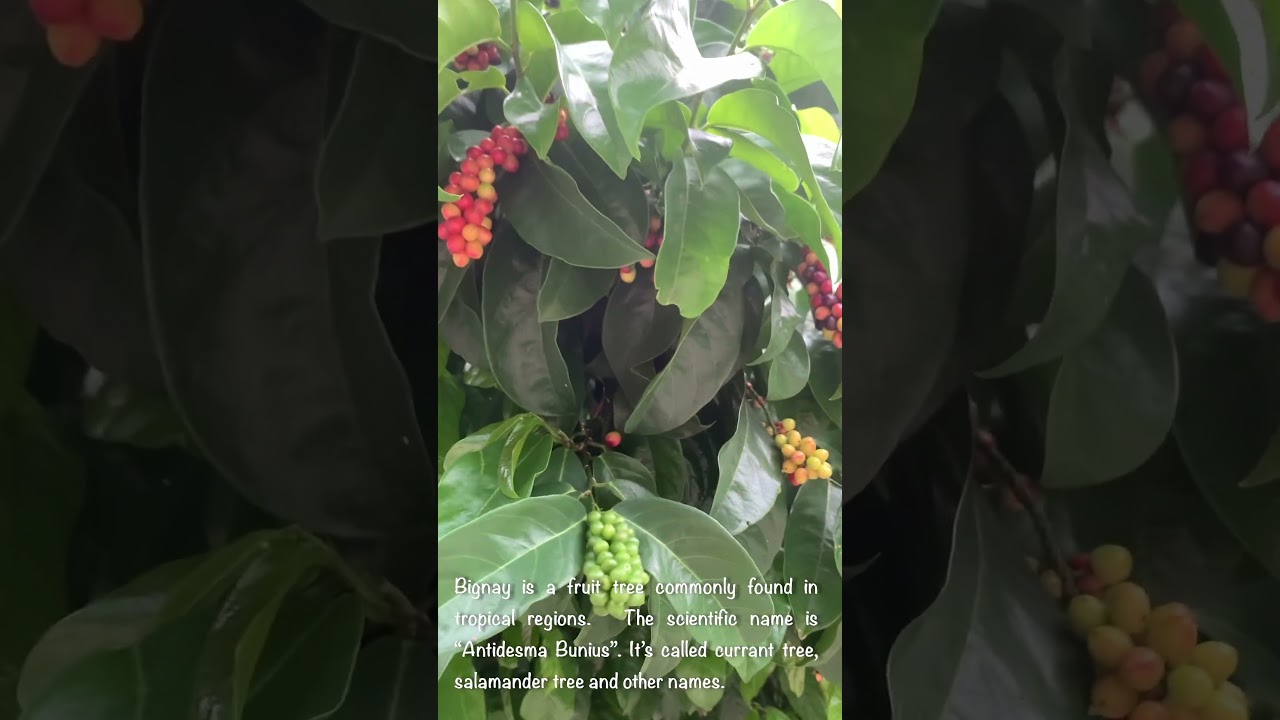 A Fruit Called Bignay #shorts
