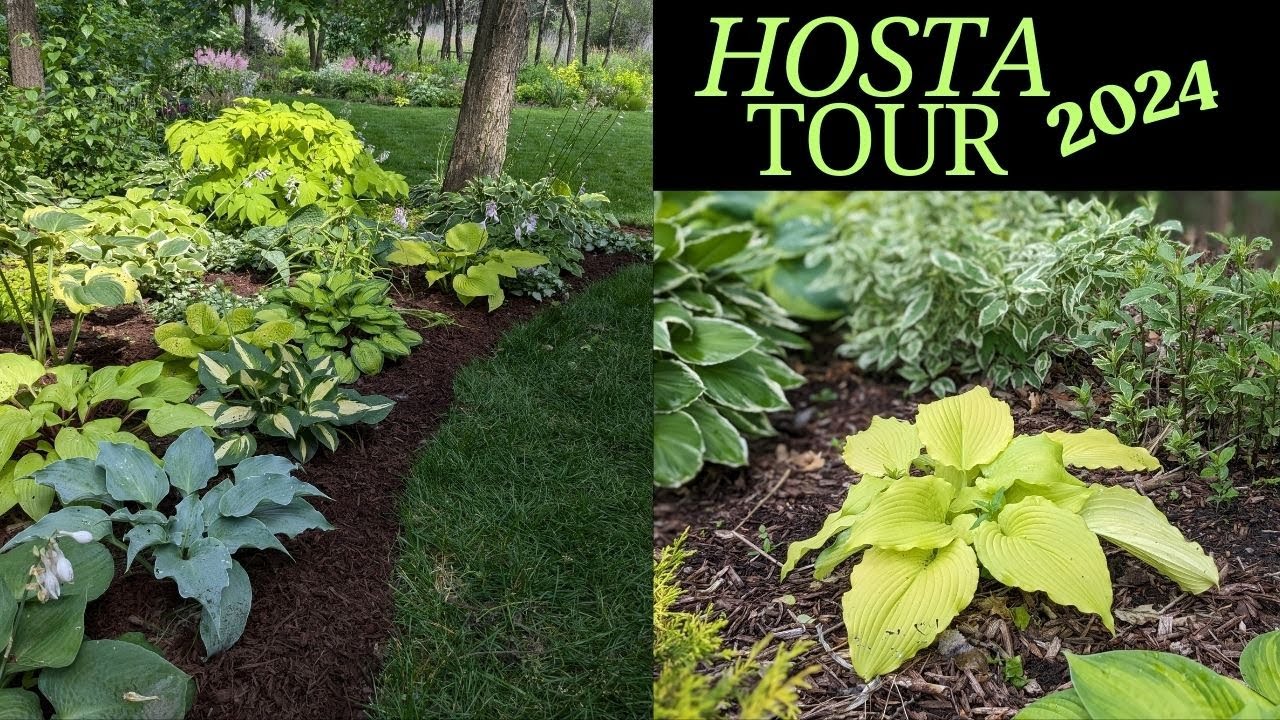Hosta Tour 2024 | A few of my favorite hostas | Serenity Now Garden