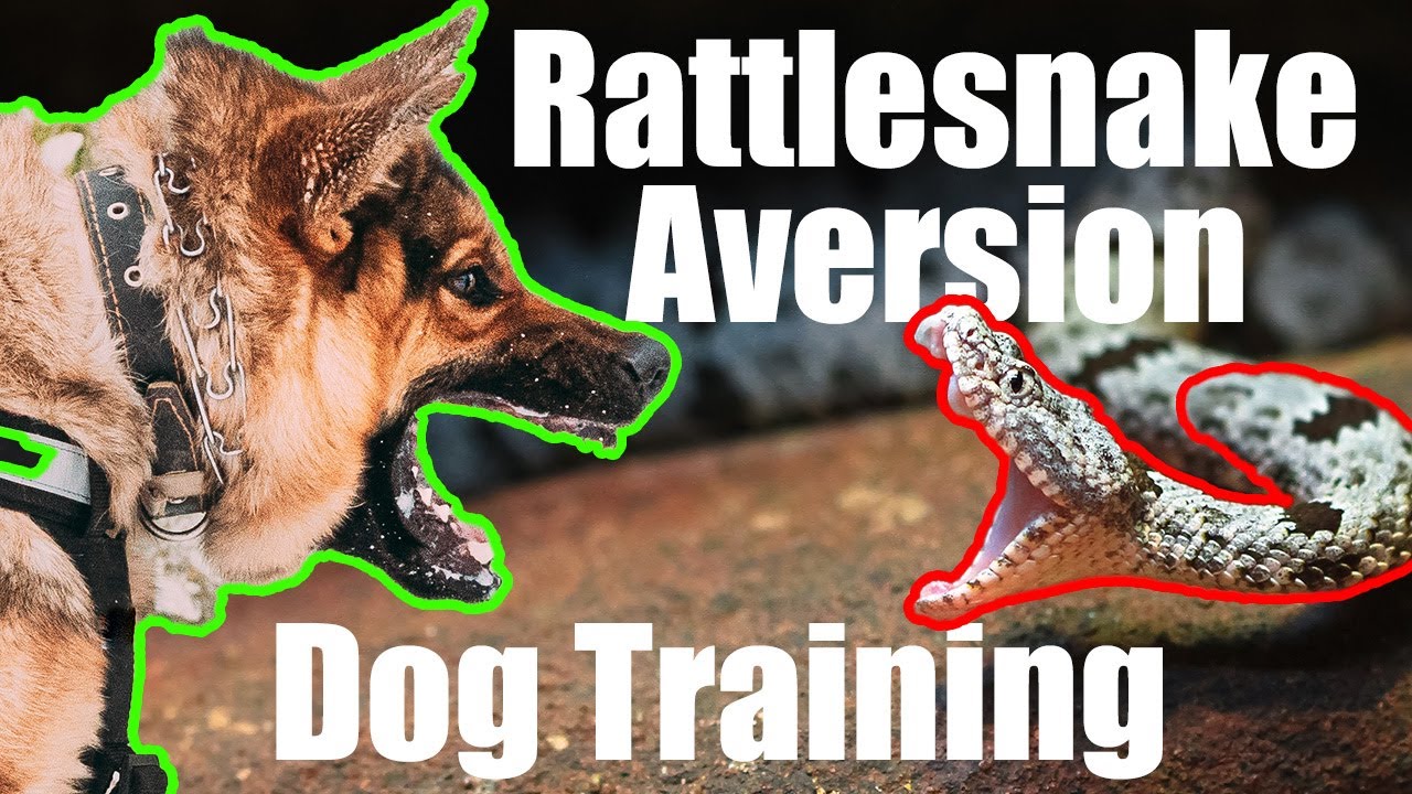 Rattlesnake Training For Dogs | Tucson Arizona
