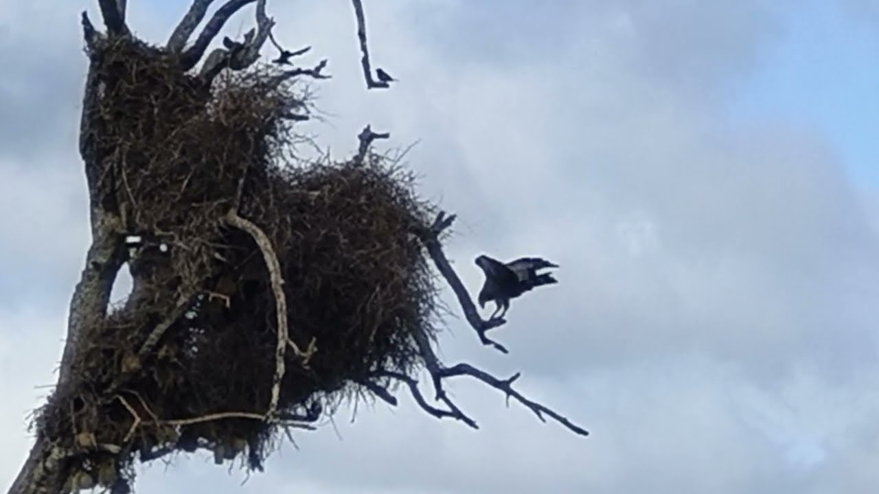 #wildlife#krugernationalpark#weaverbirdnestsattakbykiteandhipposwiminthewater#viralvideo#southafrica