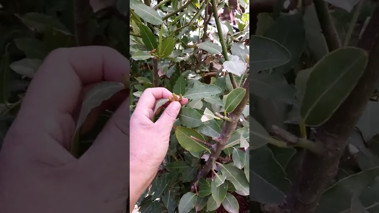 gnda ng flower ng Laurel