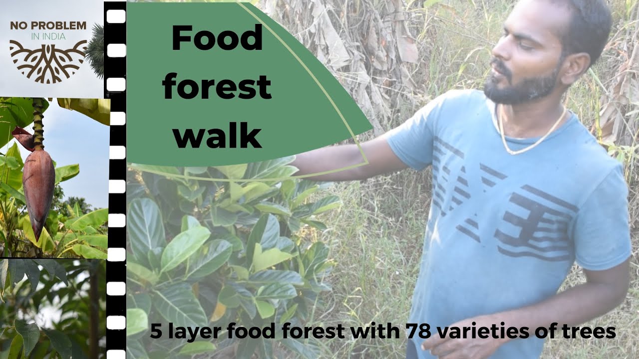 5 layer food forest in Tamil Nadu - 78 varieties of trees and around 12 medicinal herbs