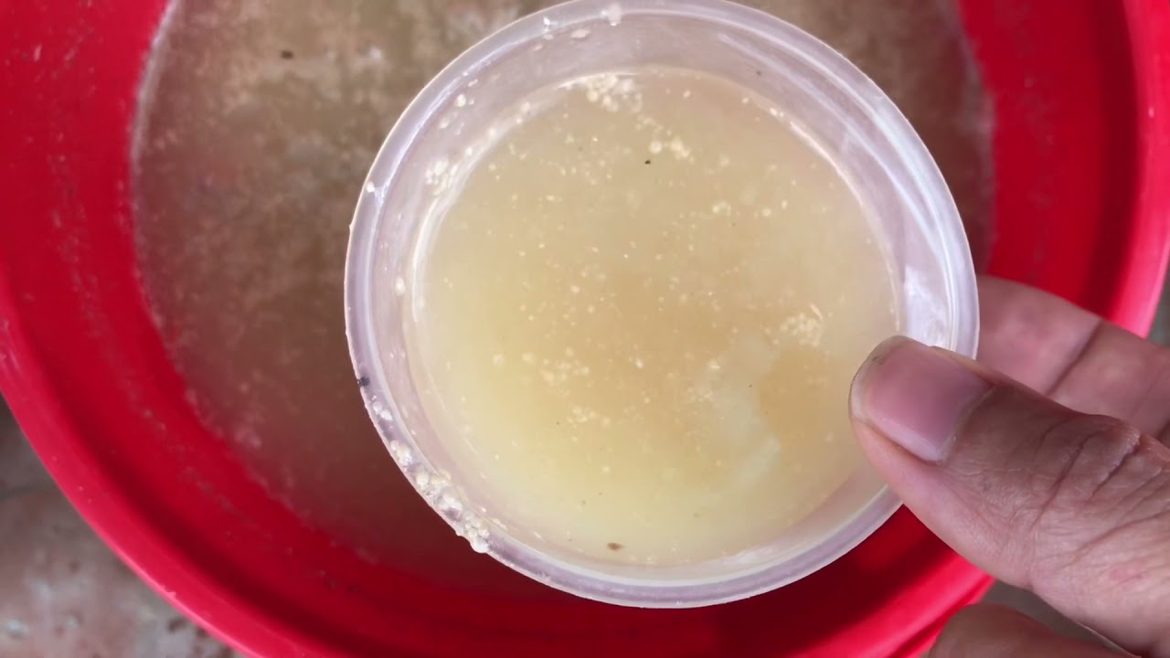 CÁCH LÀM CHITOSAN SIÊU RẺ