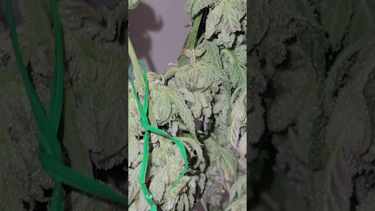 #meddywanna #thcbomb thc bomb auto drying