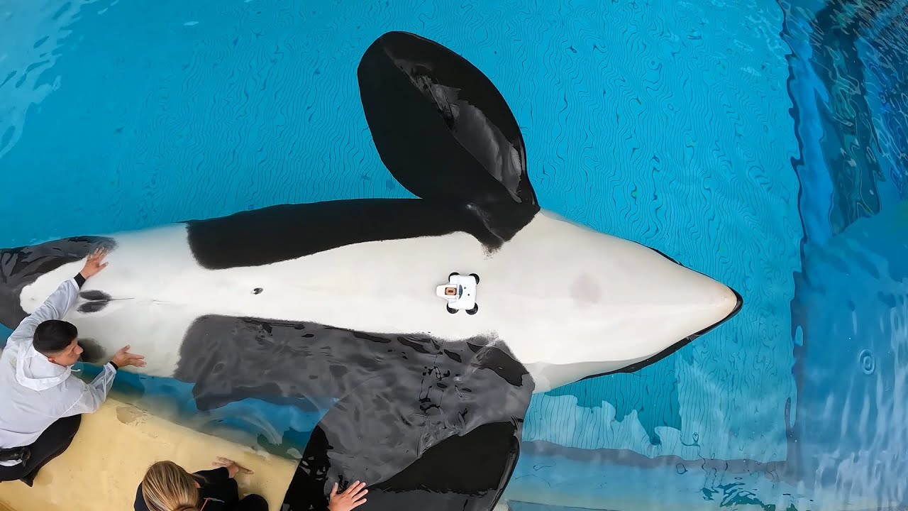 Measuring orca's oxygen saturation and pulse | Loro Parque Fundación