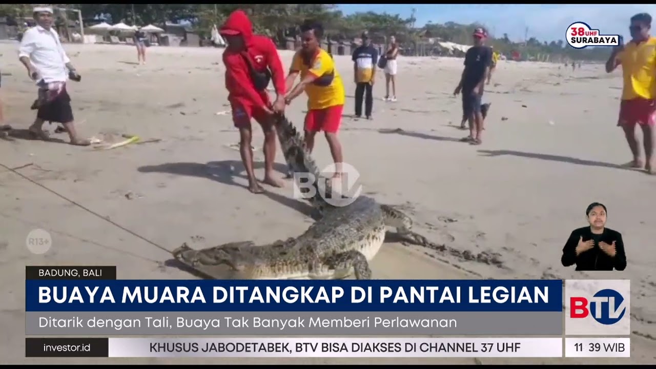 Penjaga Pantai Legian Bali Tangkap Buaya Berukuran 3 Meter