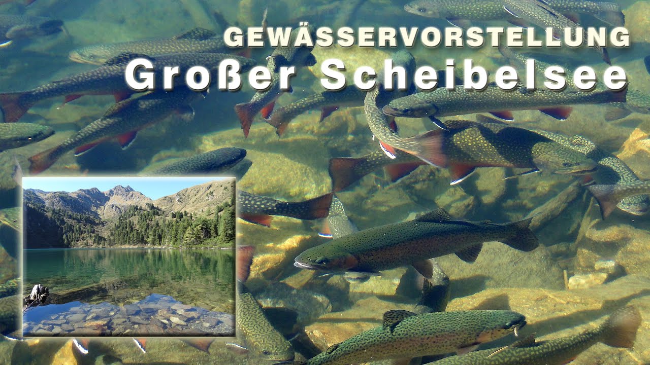 Scheibelsee - Forellen und Saiblinge im Bergsee - Gewässervorstellung