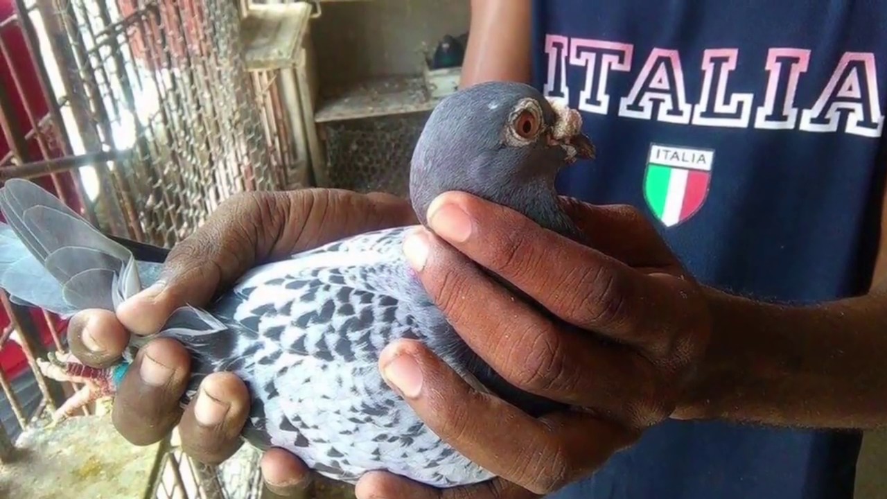 Palomas de Santiago y Bayamo Cuba