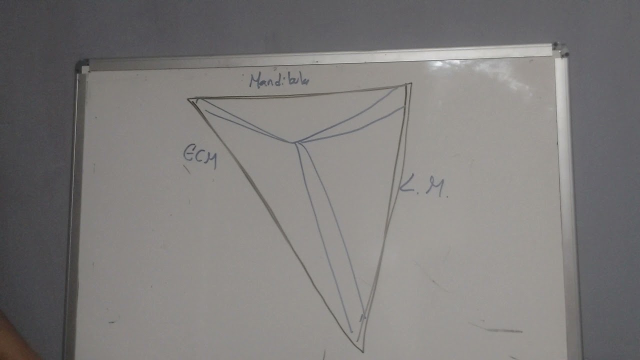 Triangulo anterior del cuello