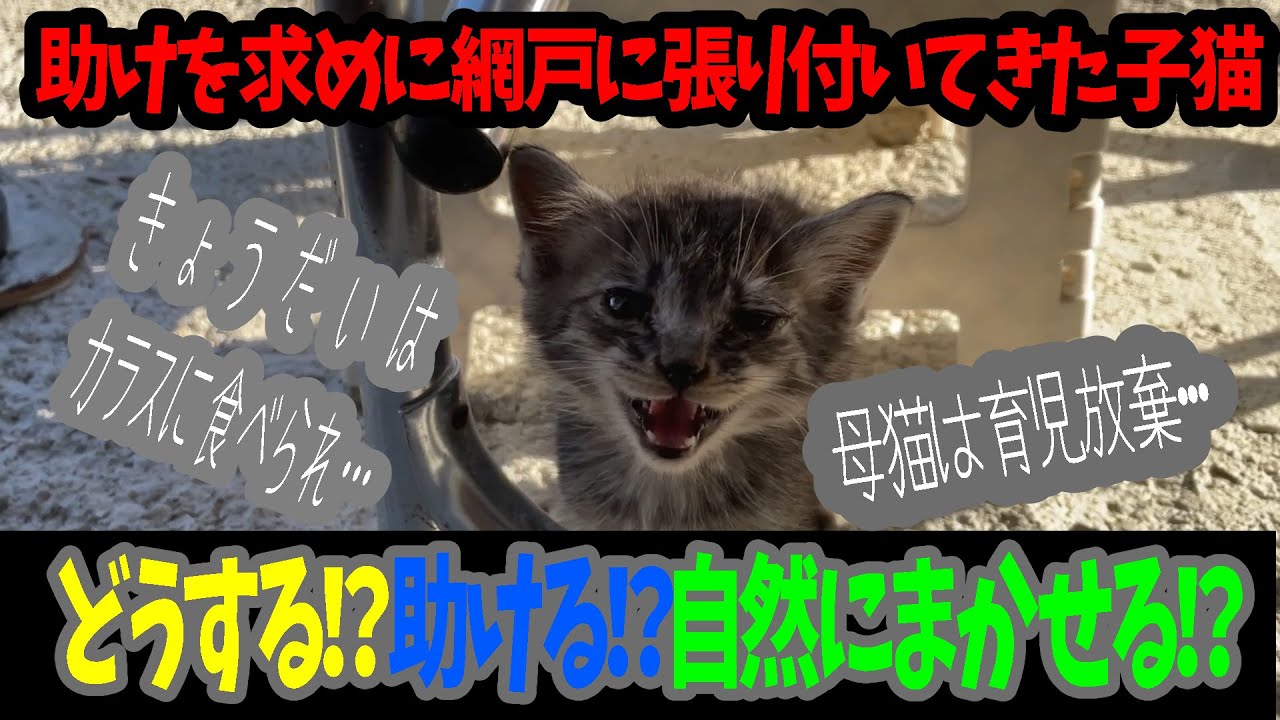 助けを求めにきた猫のその後1週間　
