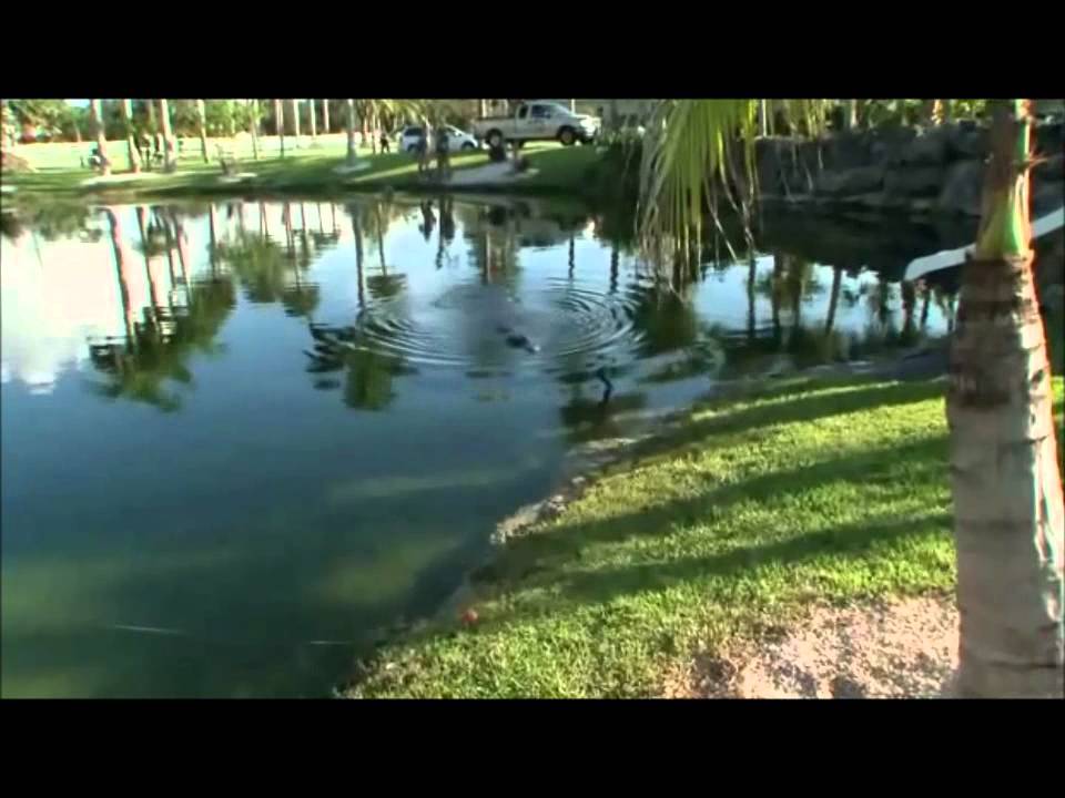 Gator Boys segment: Big Gator, Small Pond s01e01