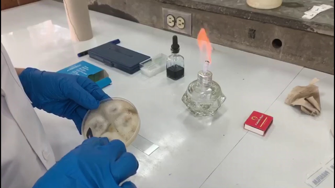 Laboratorio #3 Identificación de hongos fitopatógenos