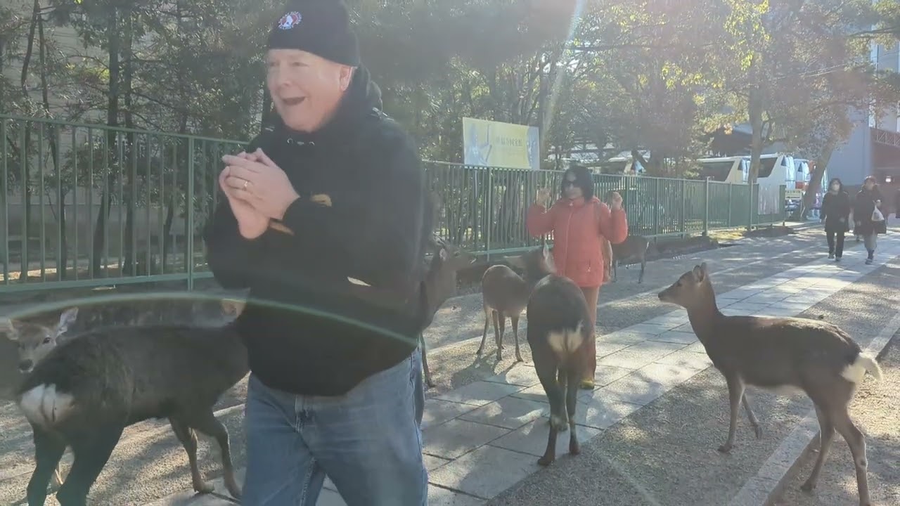 The Deer 🦌 bows it's head to be fed,,, 😔 in Japan.