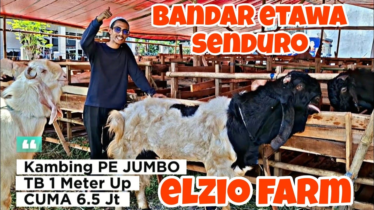 💥VIRAL💥KAMBING JUMBO TERMURAH DI CITAYAM | ELZIO FARM