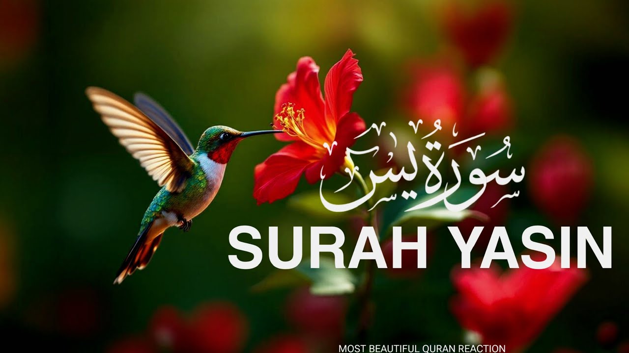 Surah Yaseen | Peaceful Quran Recitation with Meaning