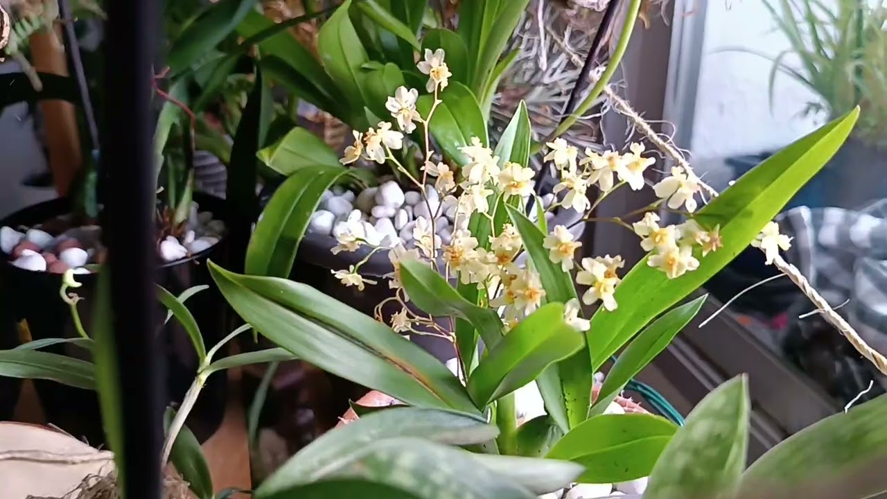 ORQUIDEAS lindas🌿🍂🌱🍁😜