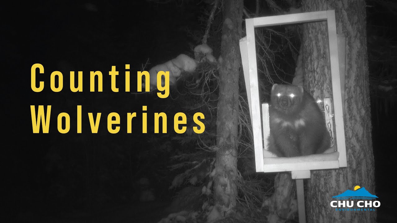 Wolverines in a Changing Landscape