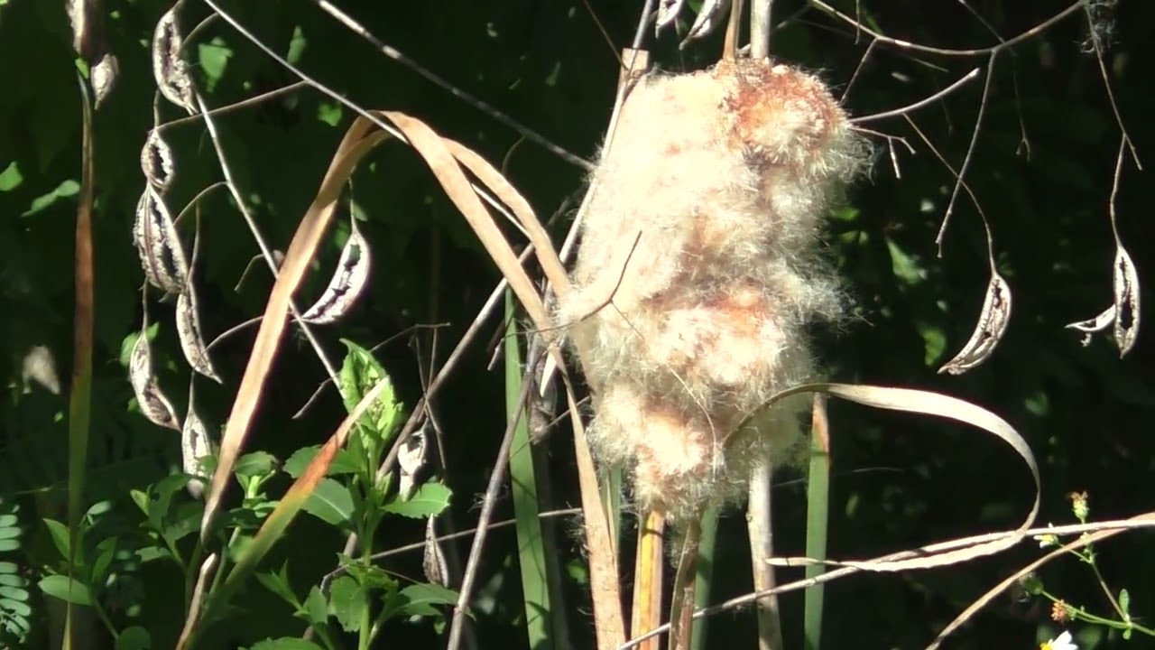 Are these 2 young owls I've just spotted? I sure thought they were! in The Villages, Florida