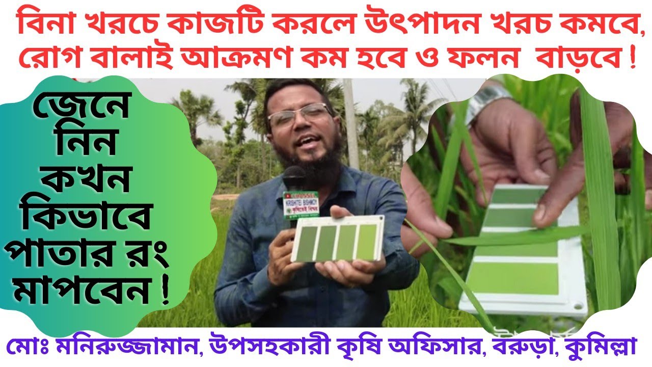 আমন ও বোরোতে ২৩ ভাগ ইউরিয়া সাশ্রয় ও ৩৬ ভাগ ফলন বাড়ানোর পরীক্ষিত কৌশল | Rice Paddy LCC এলসিসি Urea