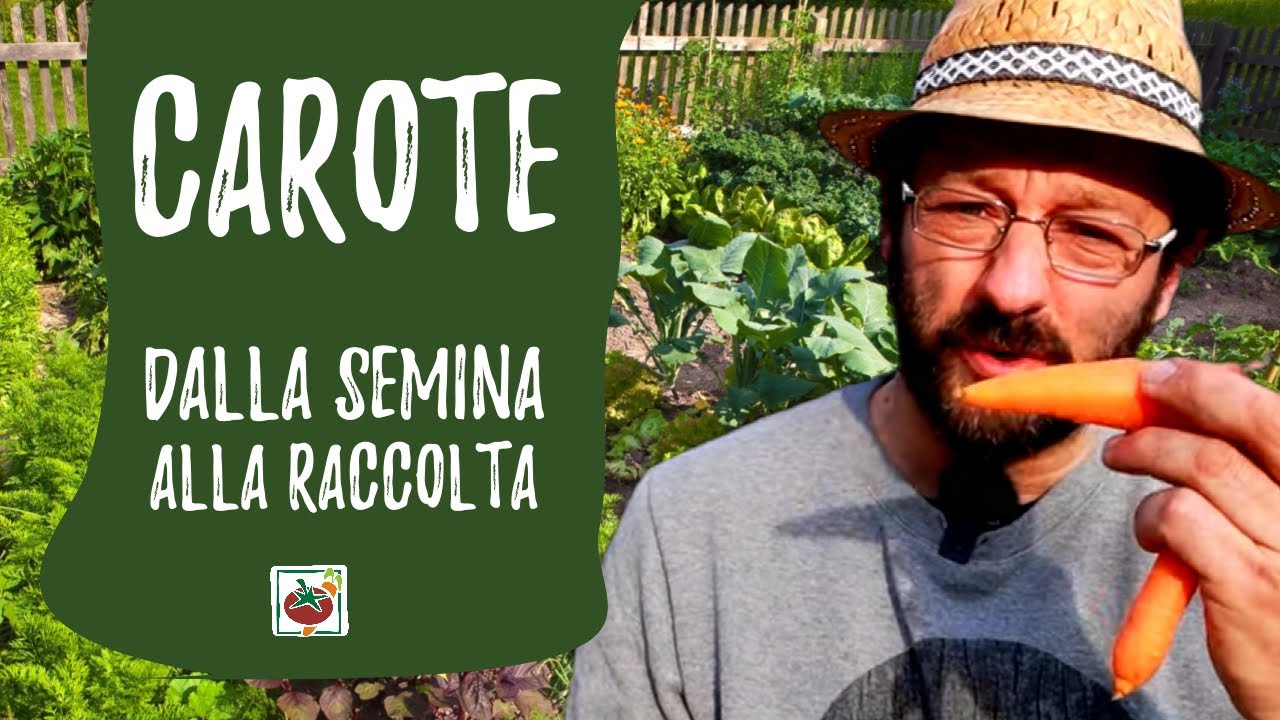 Coltivare carote nell'orto
