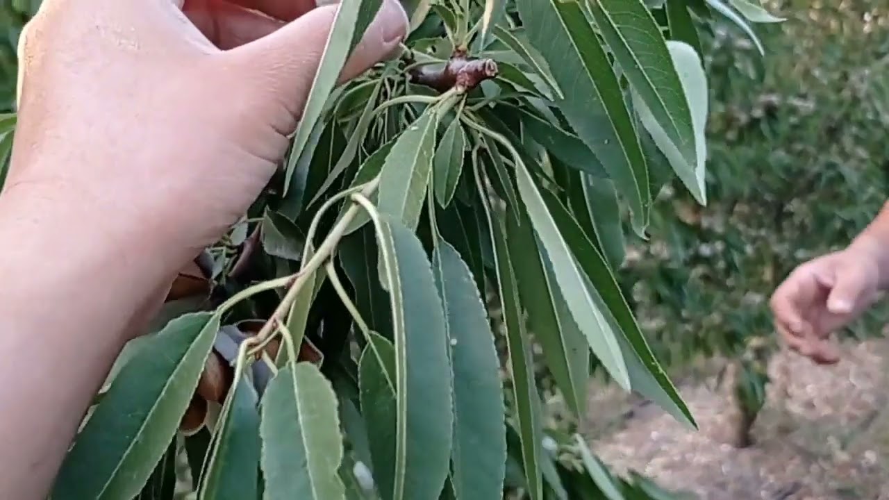 Visiting the Almond farm in Spain | [Visitando la finca de Almendras en España]