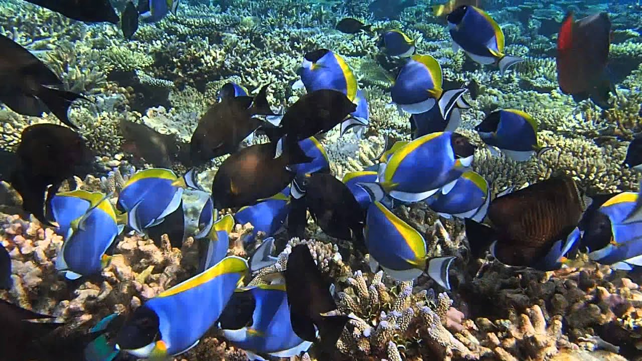 School of Powder Blue Tang and Surgeon Fish - Maldives