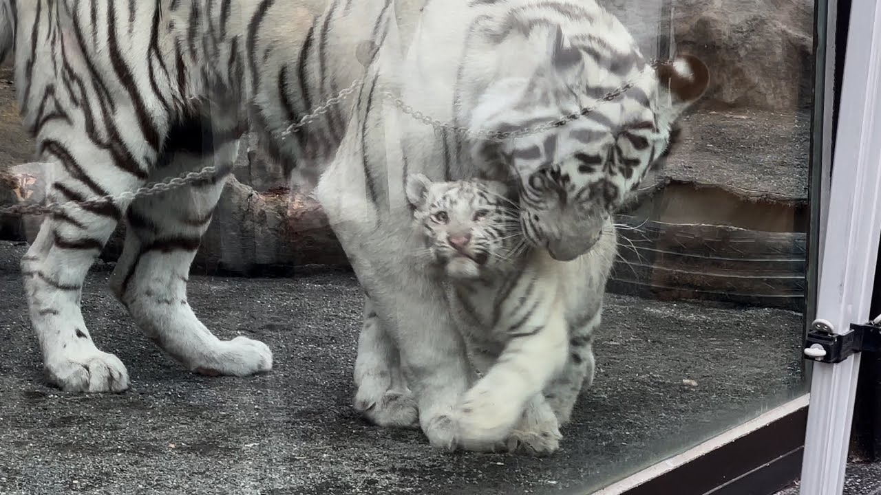 ママに甘える瞬間がたまらなく可愛いコタくんとハクくん🐯🐯🩷　3月6日 東武動物公園　ホワイトタイガー赤ちゃん