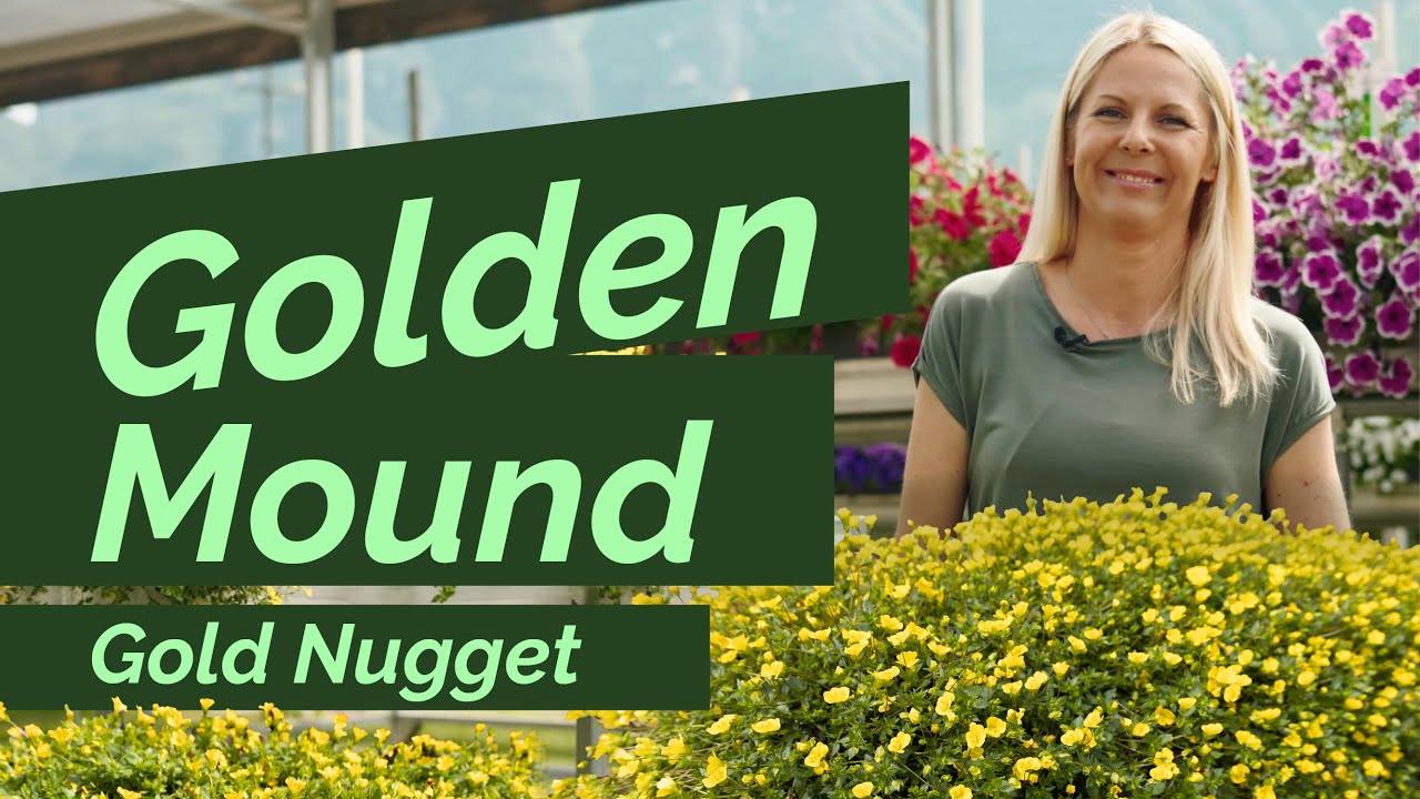 Golden glow all Season – Discover Gold Nugget!