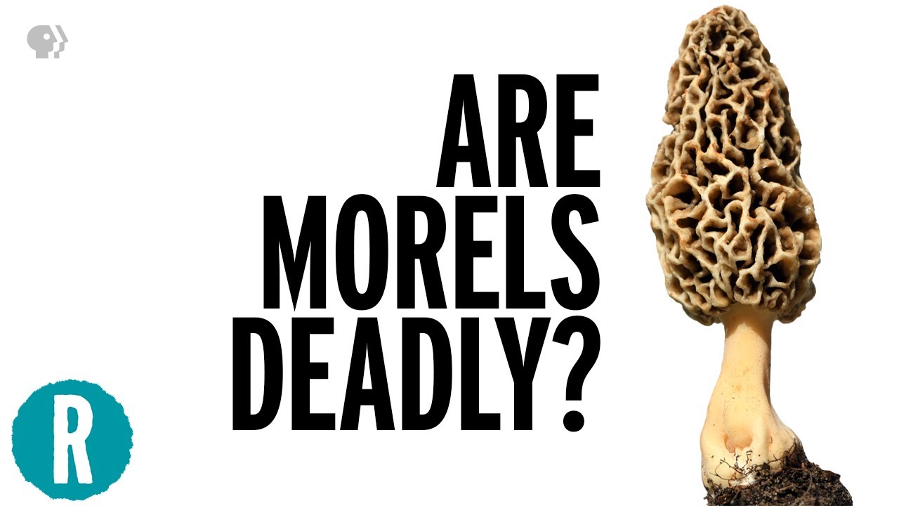 How Two People Died From Eating Morel Mushrooms