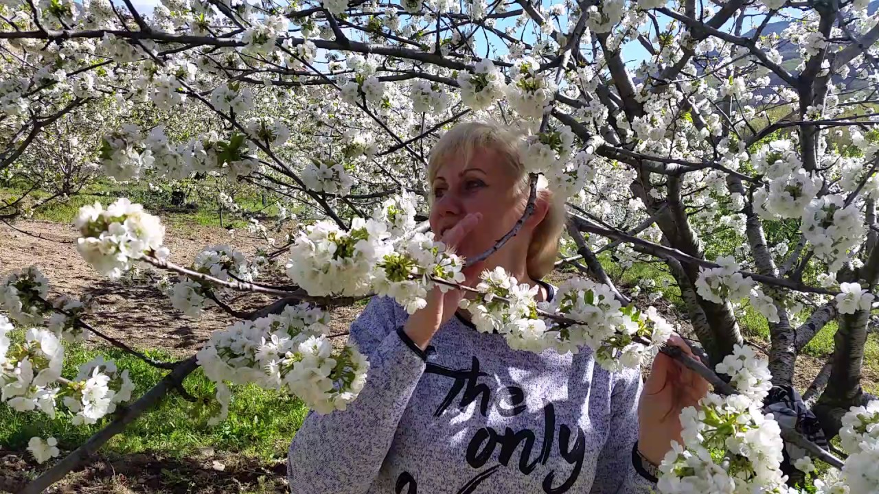 Долина цветущих черешен.