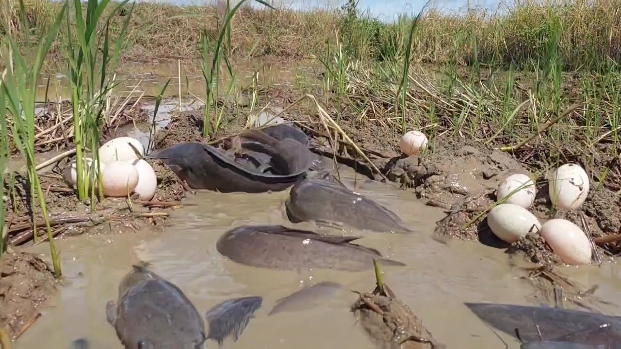 Top video fishing - pick a lots of duck eggs and catch fish in the mud water at rice field 